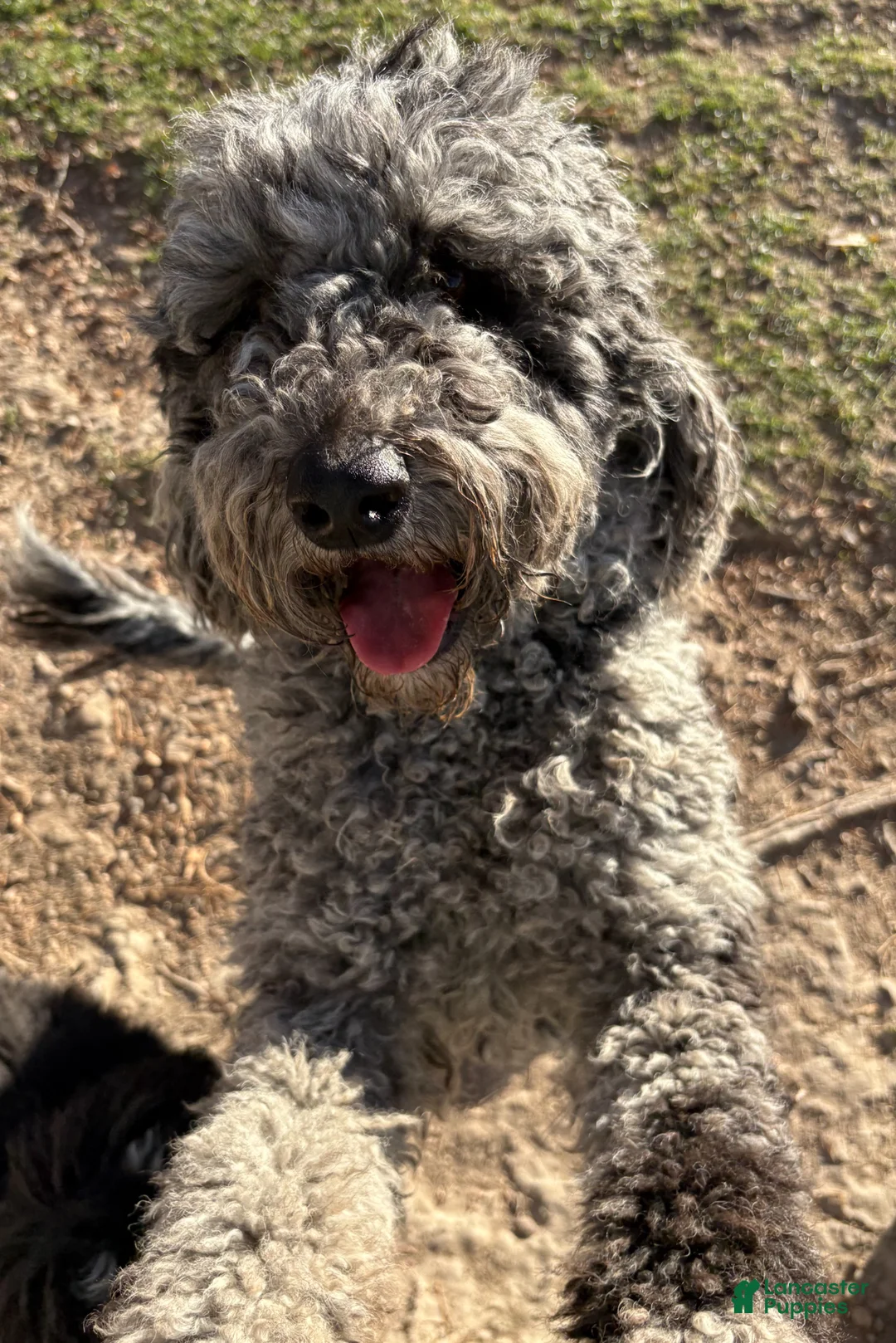 Bernedoodle dogs for sale: Bernedoodle Puppy 9 - Ad 2
