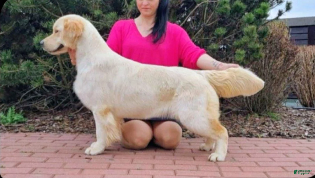 Golden Retriever dogs for sale:  Champion Sired, Coca-Cola - Ad 2