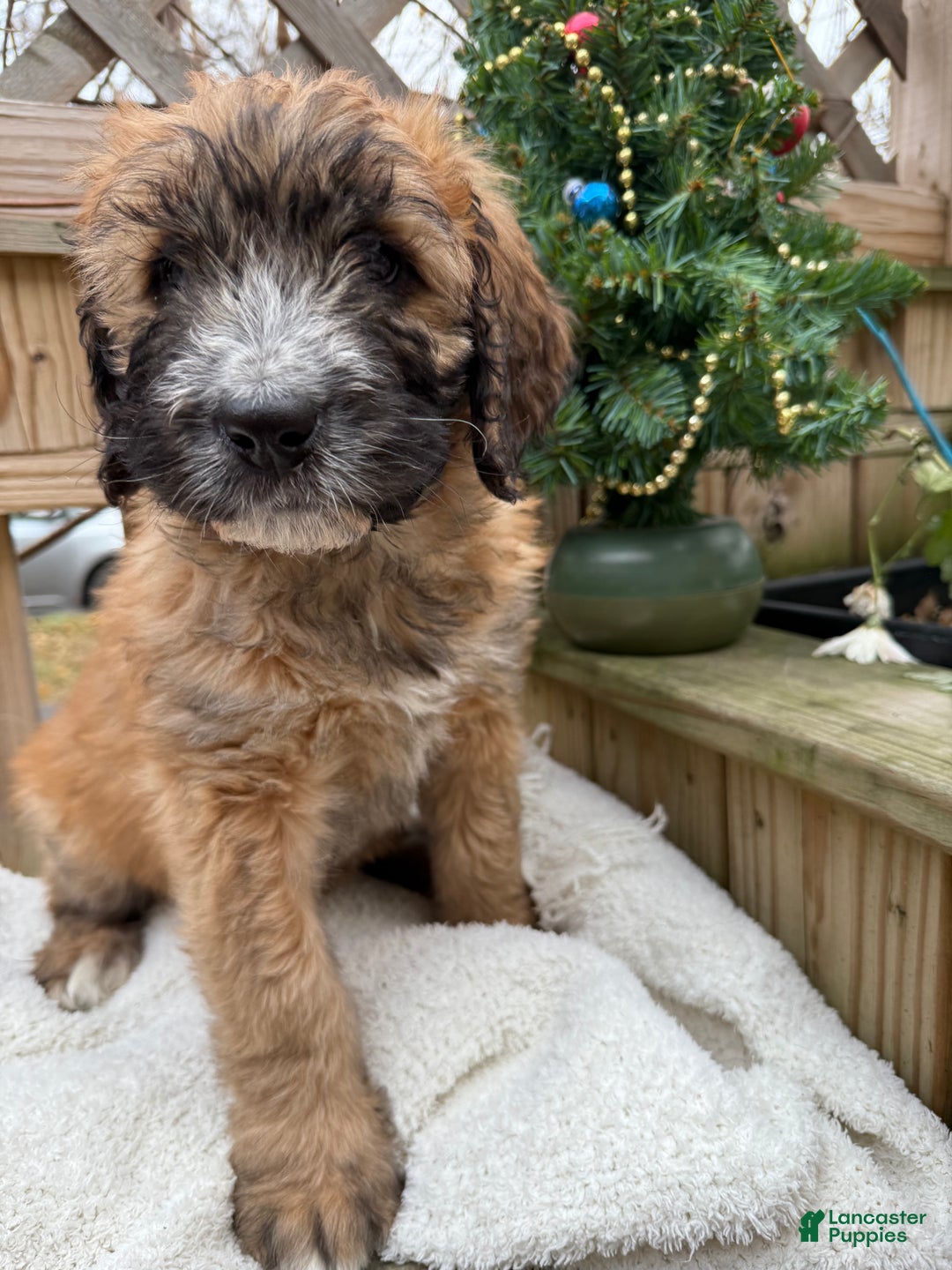 Mixed Breed dogs for sale: Opal - Ad 2