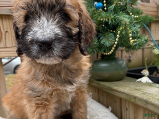 Mixed Breed dogs Opal - Ad 20