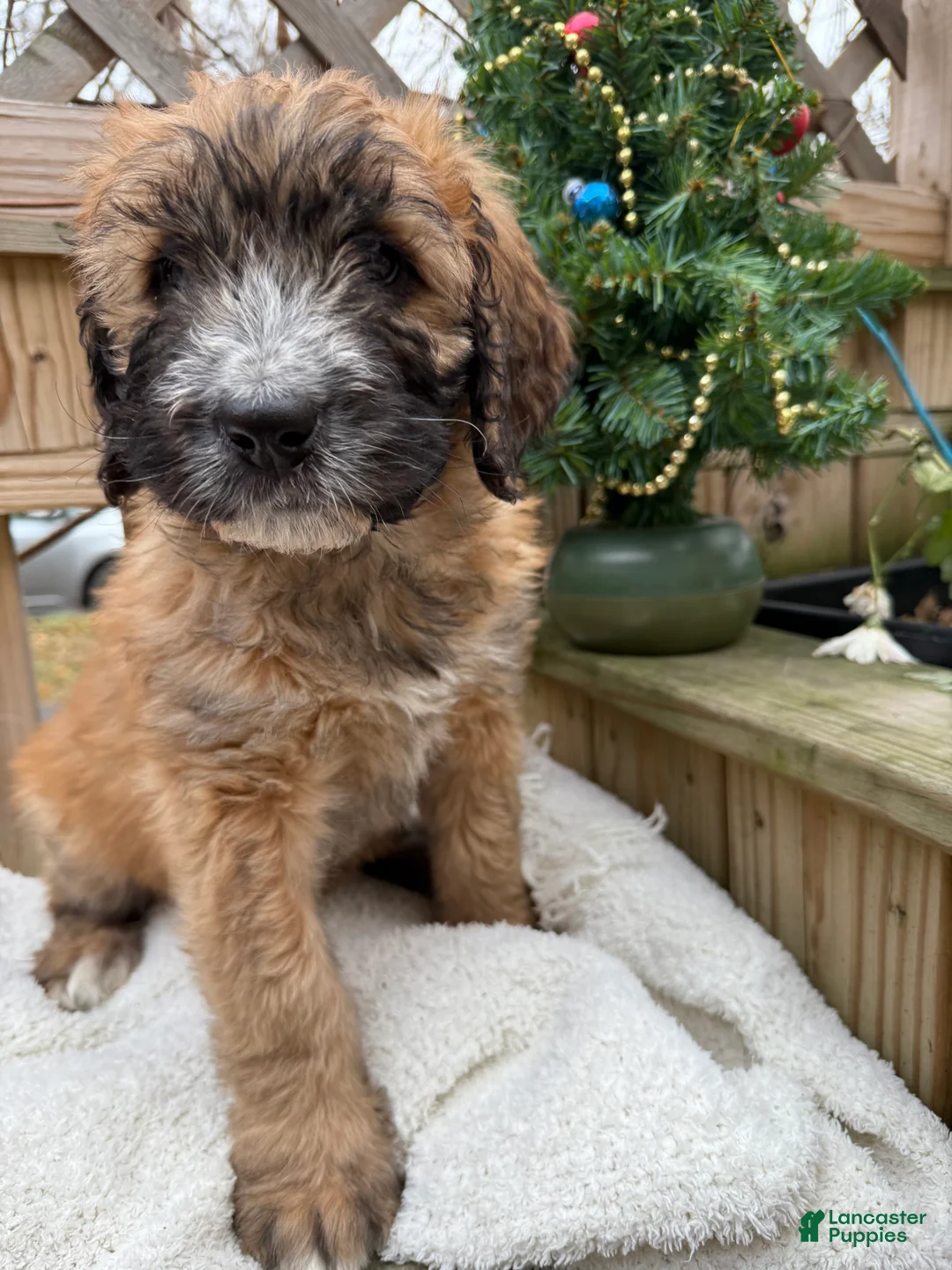 Mixed Breed dogs for sale: Opal - Ad 2