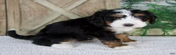 Mini Bernedoodle dogs for sale: Tyler - Ad 3