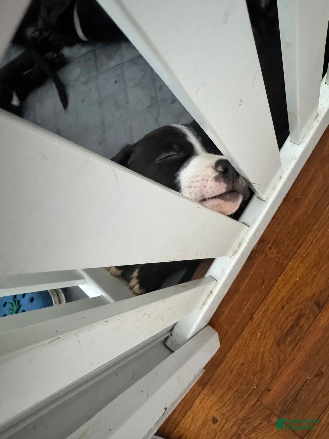 Mixed Breed dogs for sale: Mixed Breed 1 - Ad 1