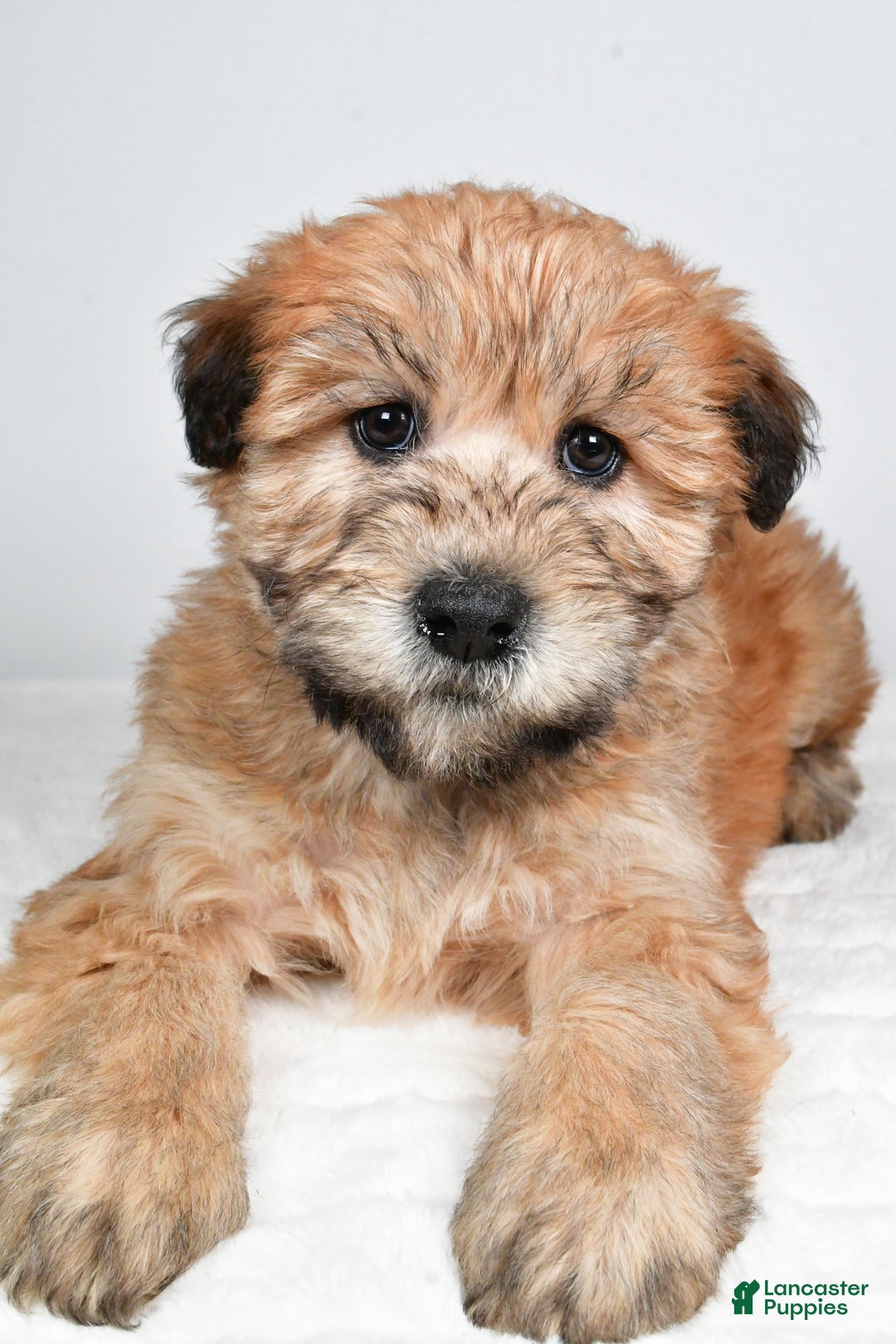 Soft Coated Wheaten Terrier dogs for sale: Angel - Ad 9