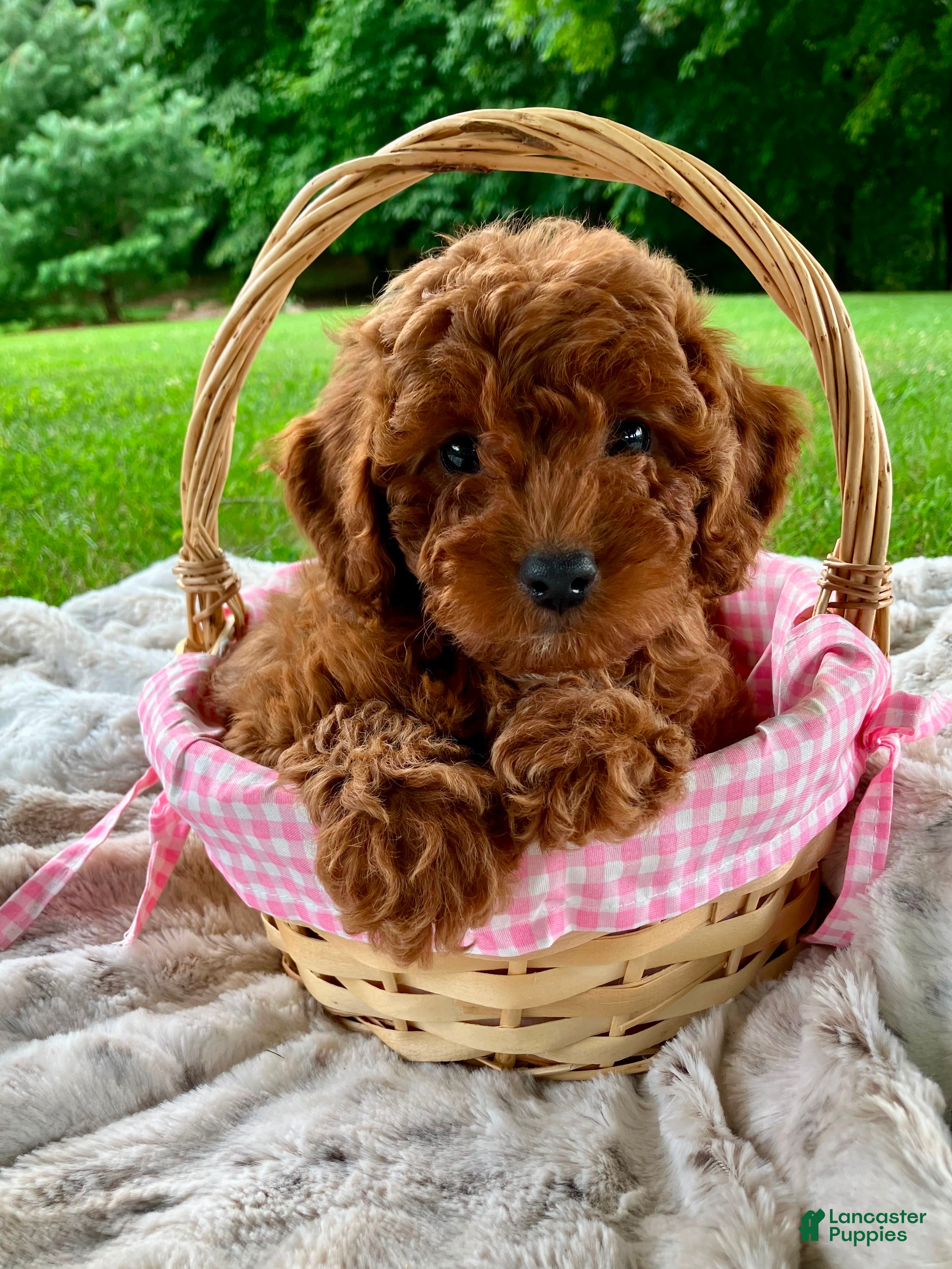 Miniature Poodle dogs Stella - Ad 1