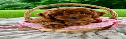 Miniature Poodle dogs for sale: Stella - Ad 1