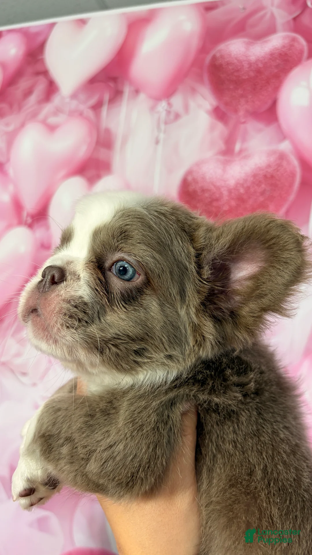 French Bulldog dogs for sale: Cherry  - Ad 2