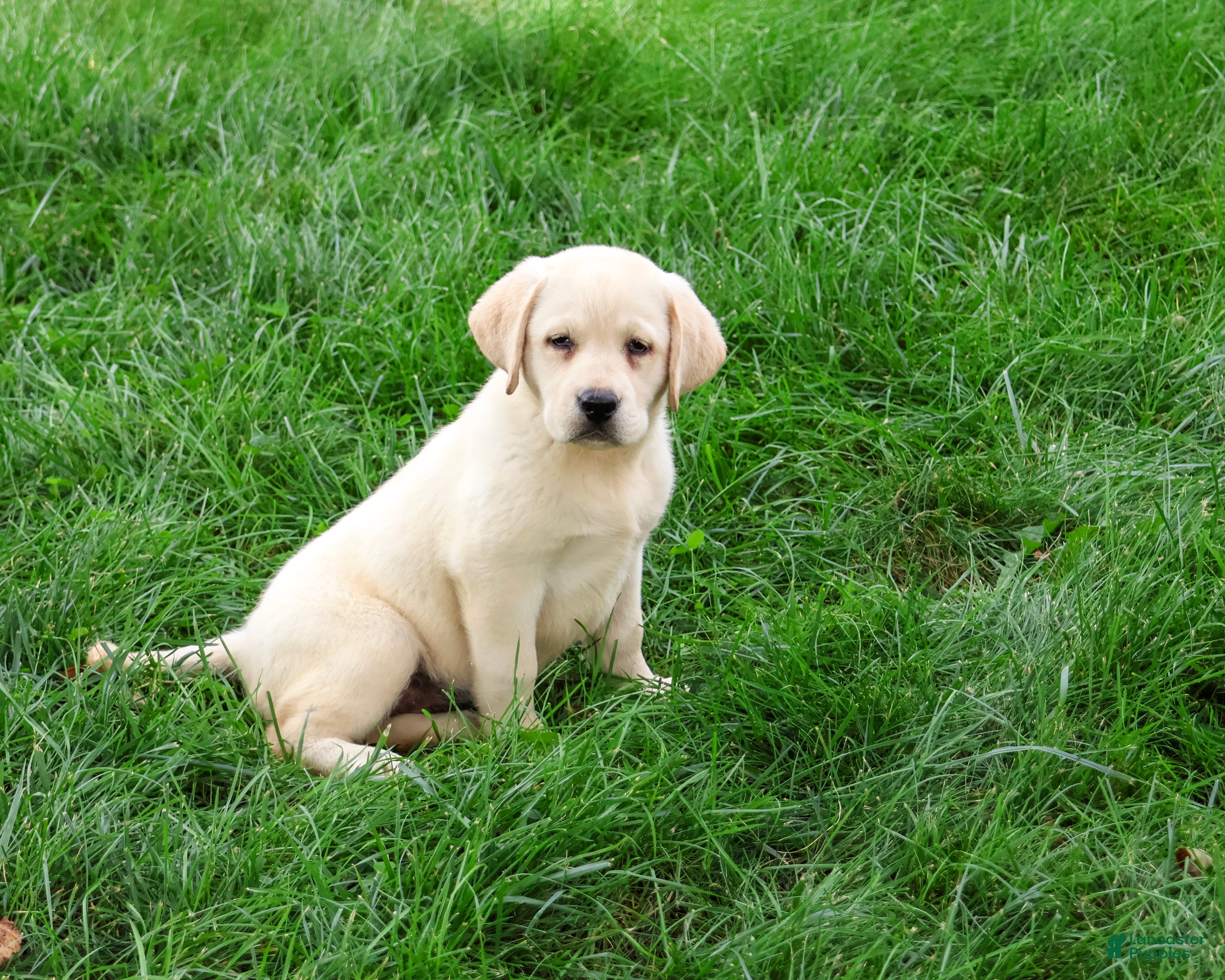 Labrador Retriever dogs Bubbles - Ad 34