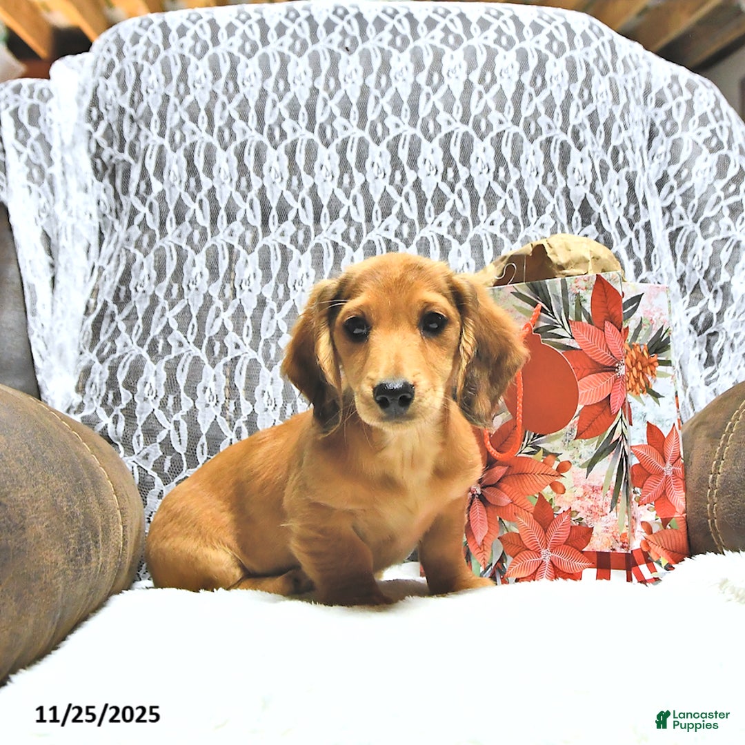 Miniature Dachshund dogs for sale: Asher - Ad 3