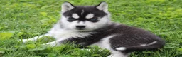 Siberian Husky dogs for sale: River - Ad 5
