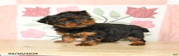 Yorkshire Terrier dogs for sale: Charlie - Ad 5