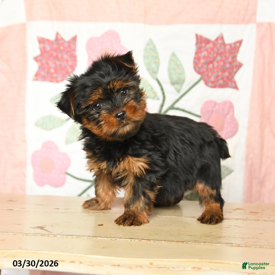 Yorkshire Terrier dogs for sale: Charlie - Ad 5