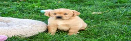 Goldador dogs for sale: Adira - Ad 1