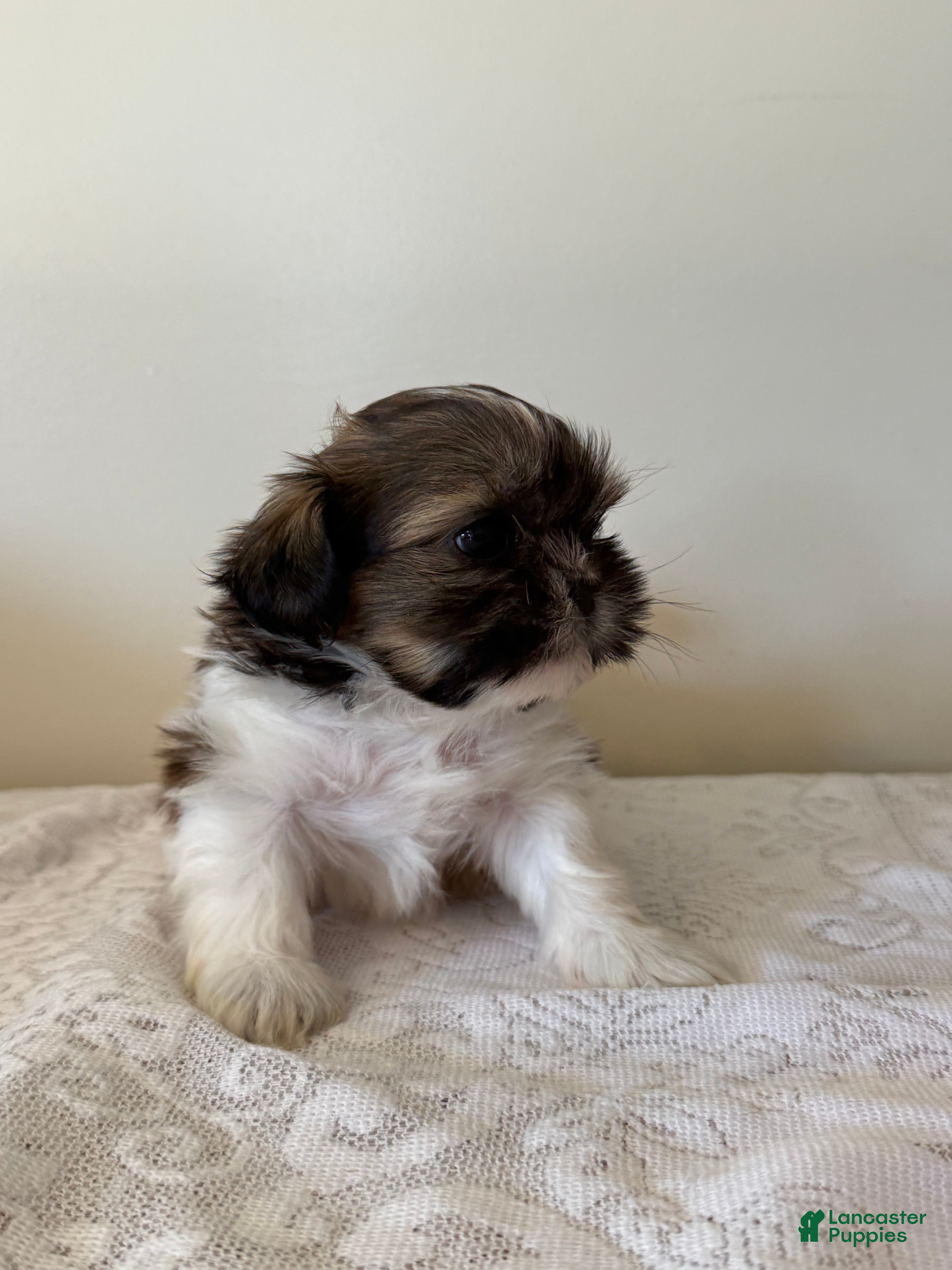 Shih Tzu dogs Toast Shih Tzu Puppy  - Ad 2
