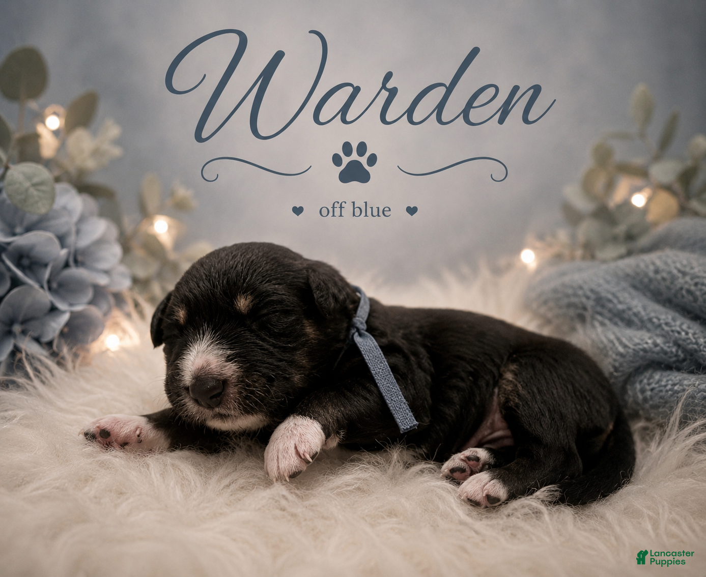 Mixed Breed dogs Warden - Ad 1