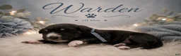 Mixed Breed dogs for sale: Warden - Ad 1