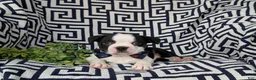 Boston Terrier dogs for sale: Brewster - Ad 6