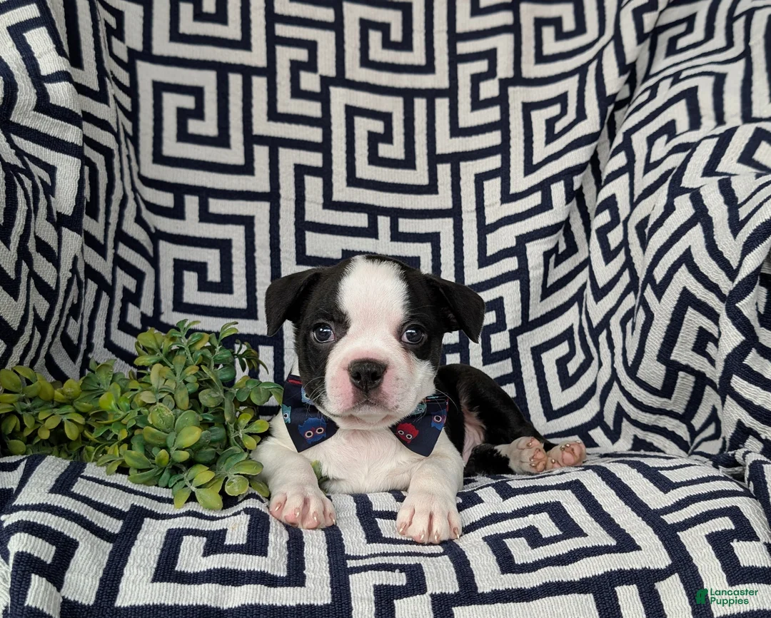 Boston Terrier dogs for sale: Brewster - Ad 6