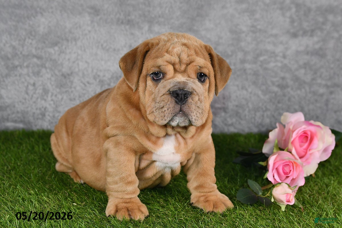 English Bulldog dogs Jerome - Ad 1