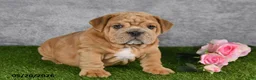 English Bulldog dogs for sale: Jerome - Ad 1