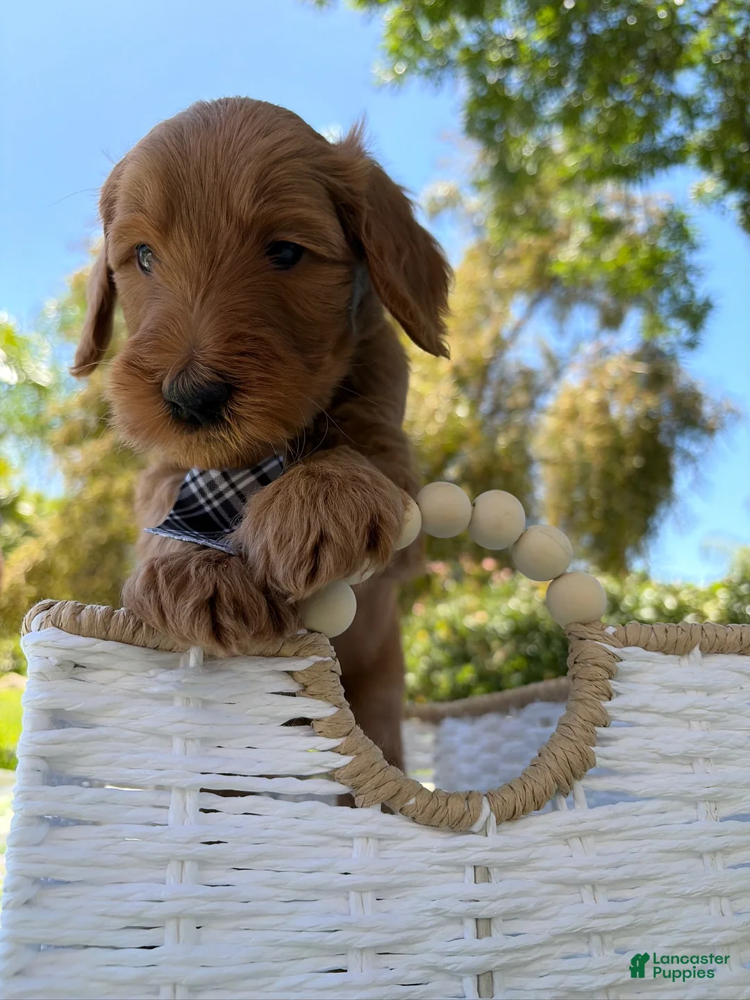 Goldendoodle dogs for sale: Dewey - Ad 2