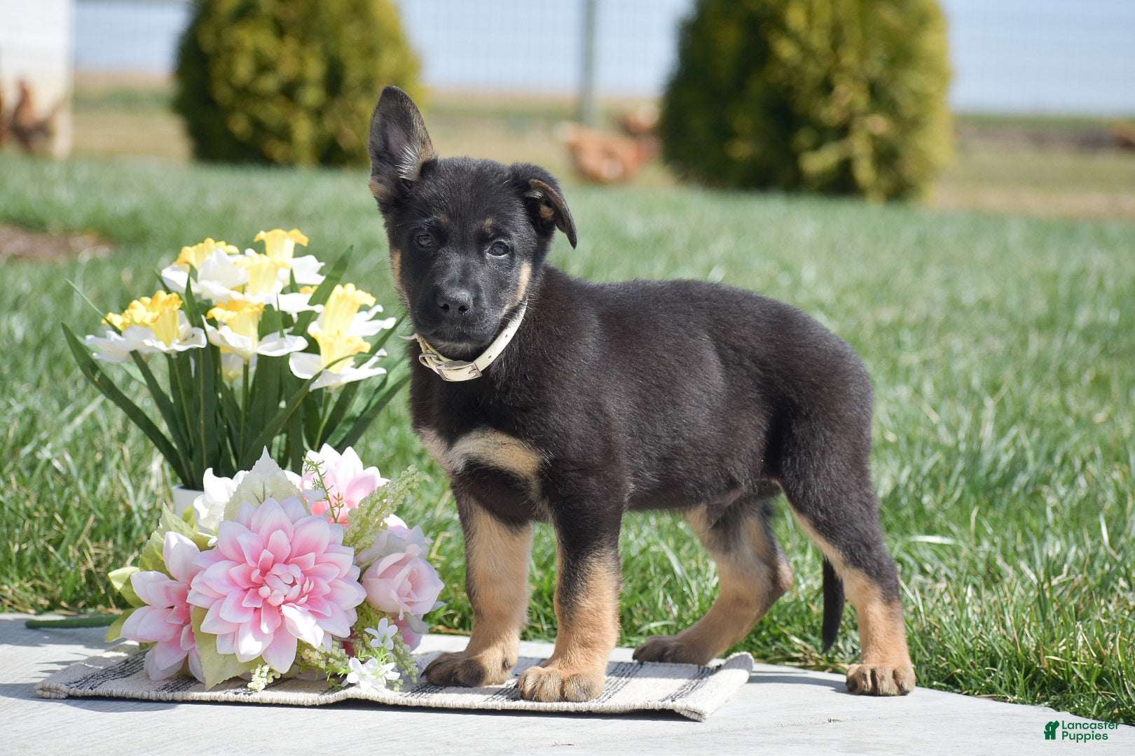 German Shepherd dogs River - Ad 2