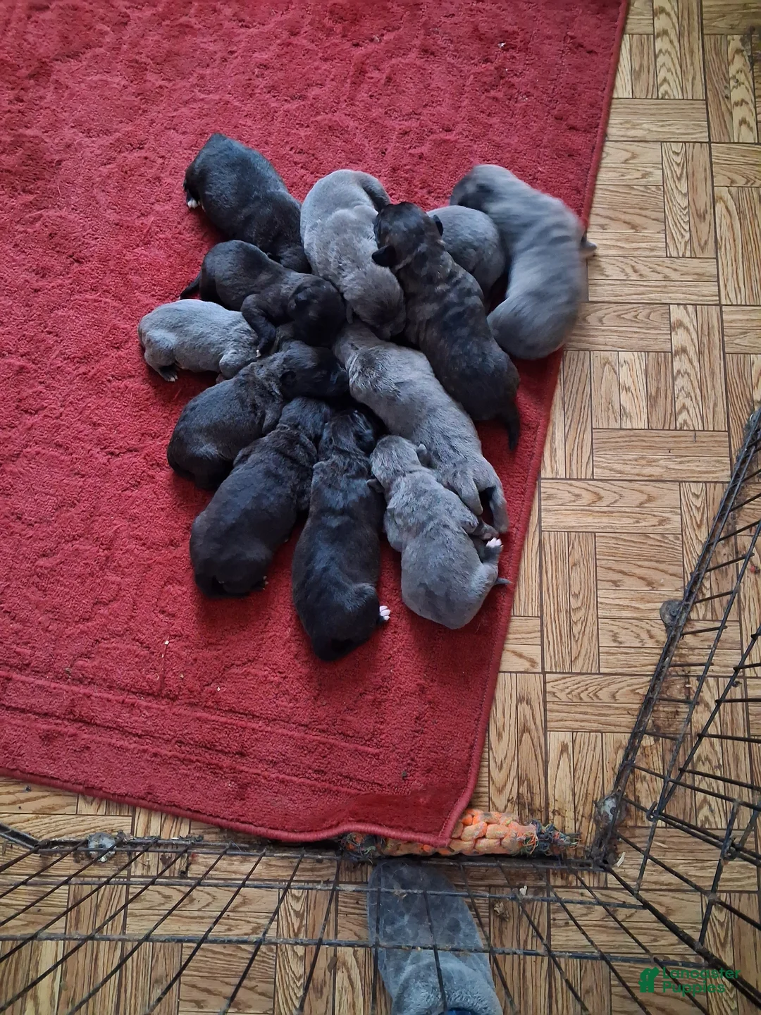 Cane Corso dogs for sale: Cane Corso Puppy 9 males and 3 female  - Ad 1