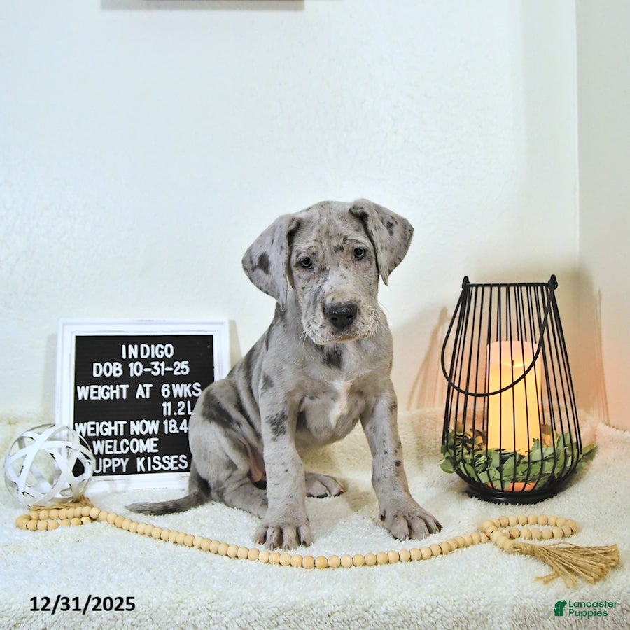 Great Dane dogs Indigo - Ad 39
