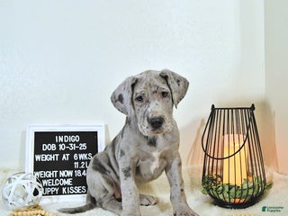 Great Dane dogs Indigo - Ad 4