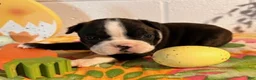 Boston Terrier dogs for sale: Bubbles - Ad 3