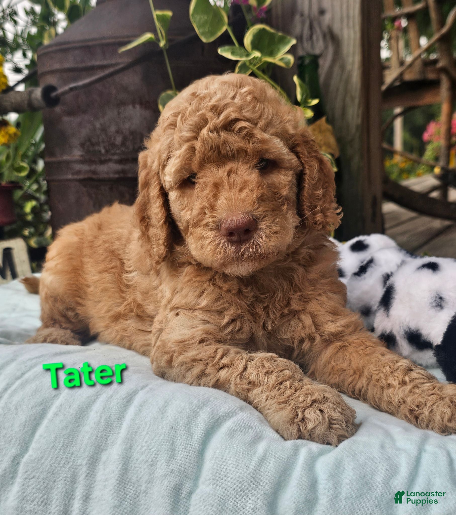Goldendoodle dogs Tater - Ad 34