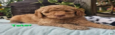 Tater