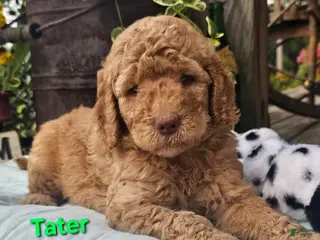 Goldendoodle dogs Tater - Ad 33