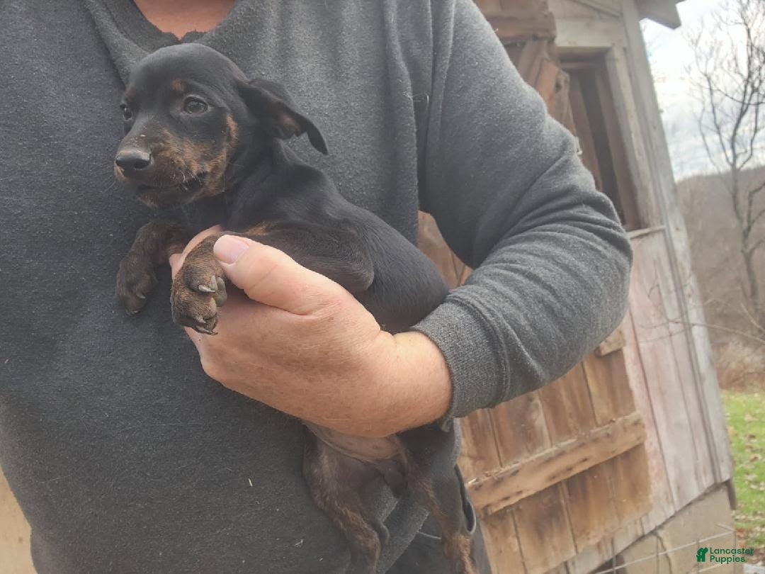 Miniature Pinscher dogs for sale: Daisy - Ad 2