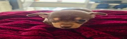 Chihuahua dogs for sale: Chihuahua 1 - Ad 2