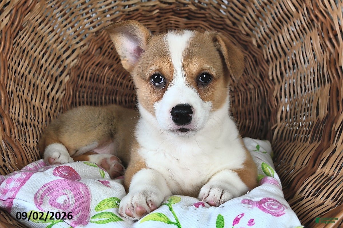 Welsh Corgi Pembroke dogs Lori  - Ad 2