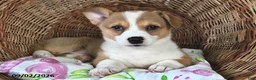 Welsh Corgi Pembroke dogs for sale: Lori  - Ad 2