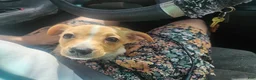 Chiweenie dogs for sale: Chiweenie Puppy 1 - Ad 6
