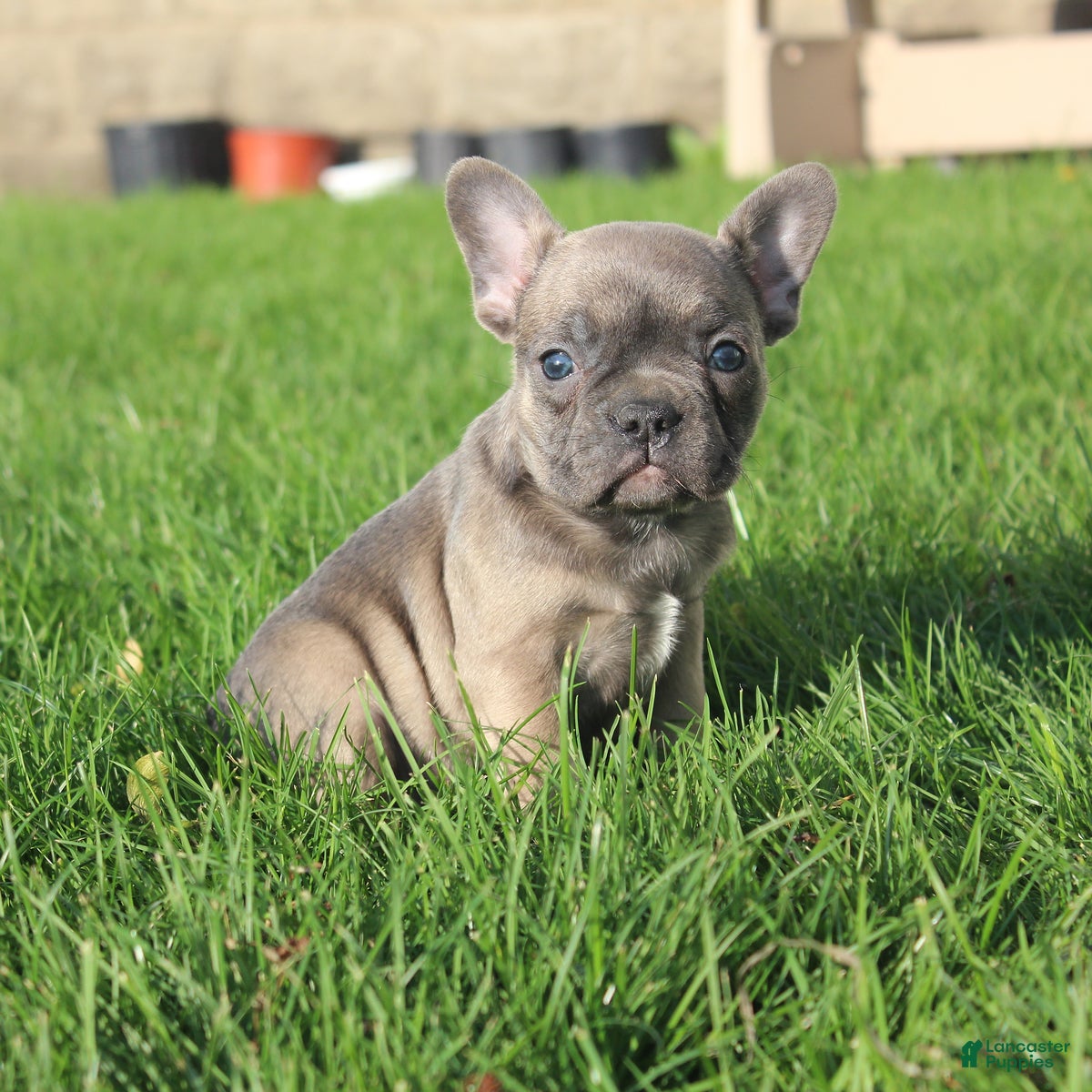 French Bulldog dogs Alaina - Ad 3