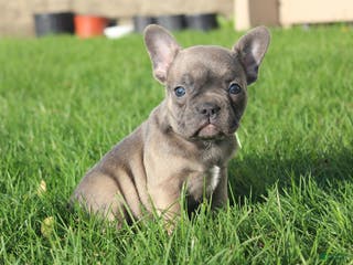 French Bulldog dogs Alaina - Ad 2