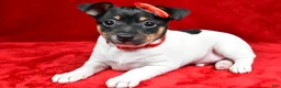 Toy Fox Terrier dogs for sale: Nemo - Ad 3
