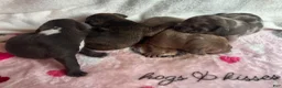 American Bully dogs for sale: American Bully 4 - Ad 7