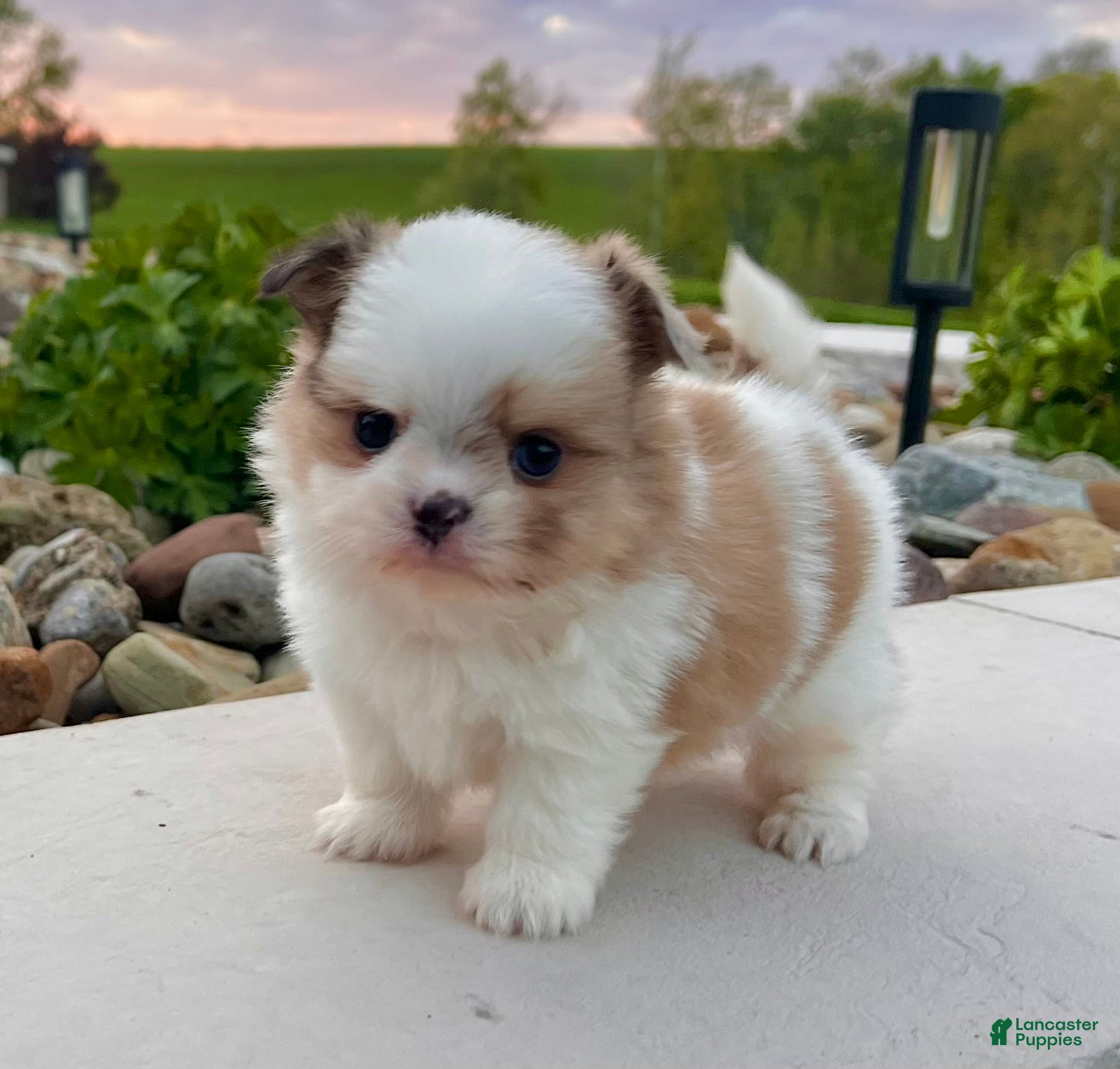 Mixed Breed dogs Chase - Ad 1