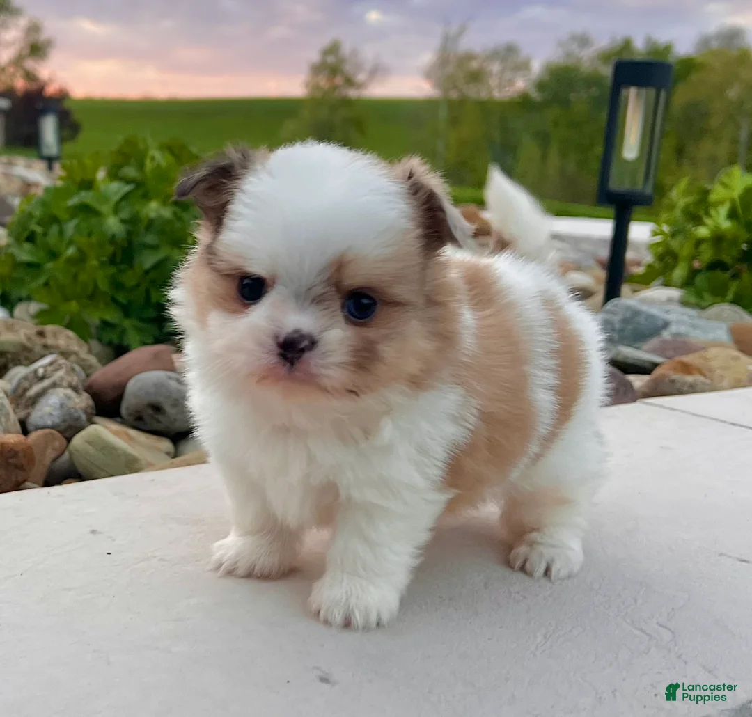 Mixed Breed dogs for sale: Chase - Ad 1