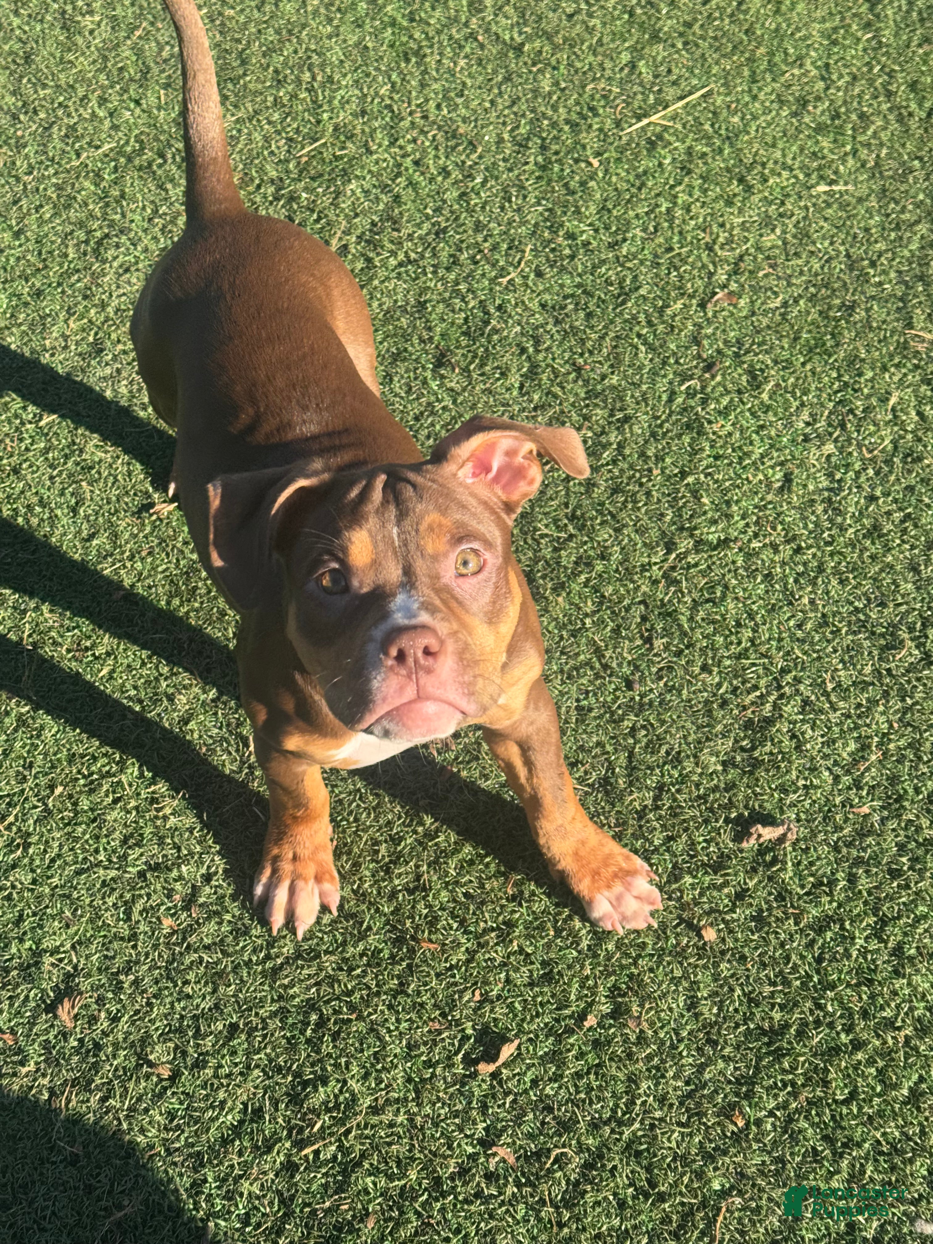 American Bully dogs Toasty - Ad 2
