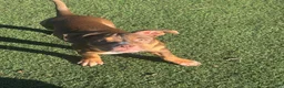 American Bully dogs for sale: Toasty - Ad 2
