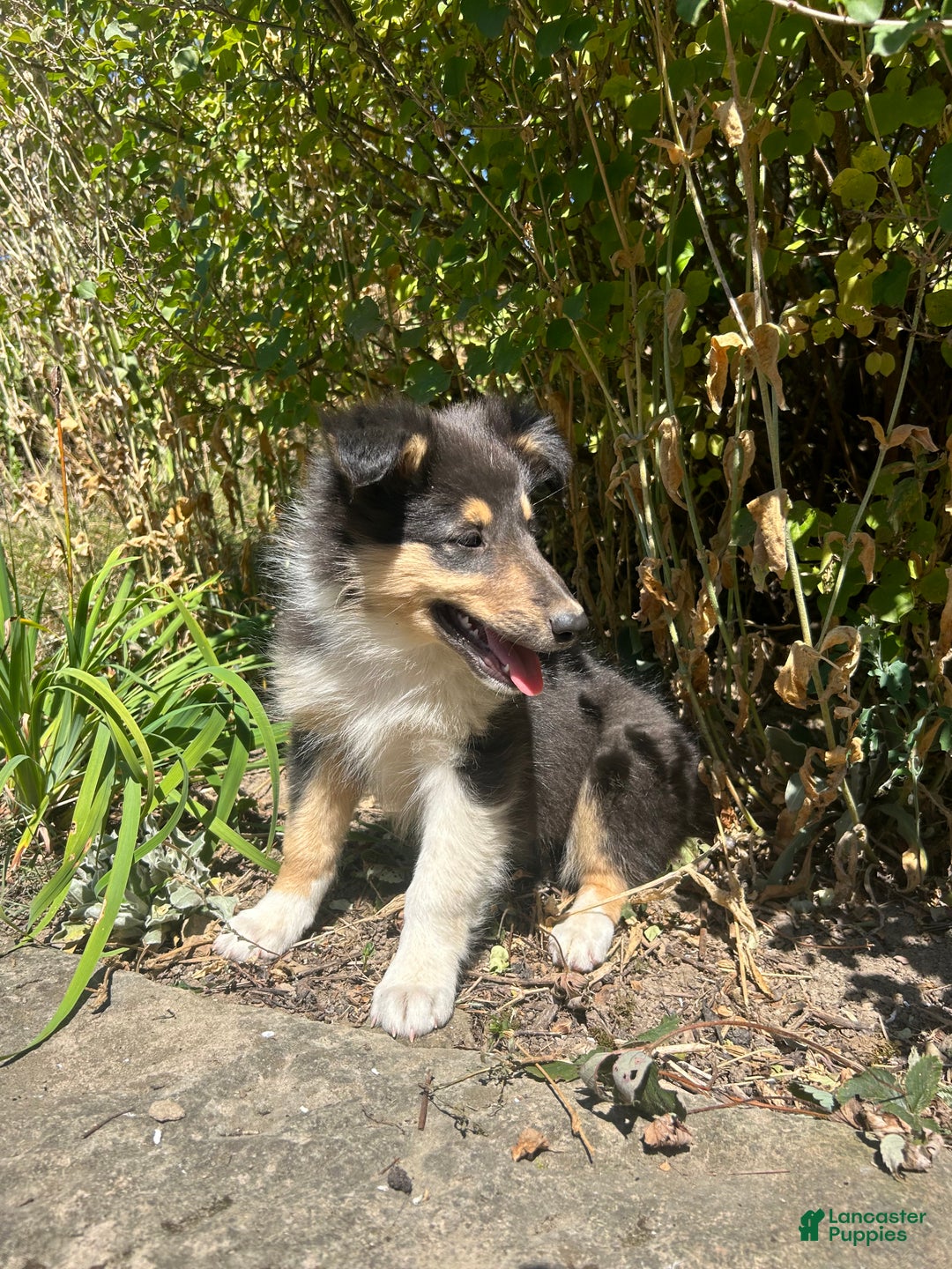 Stock Photography Rough Collie Puppies Trading Post Rough Collie