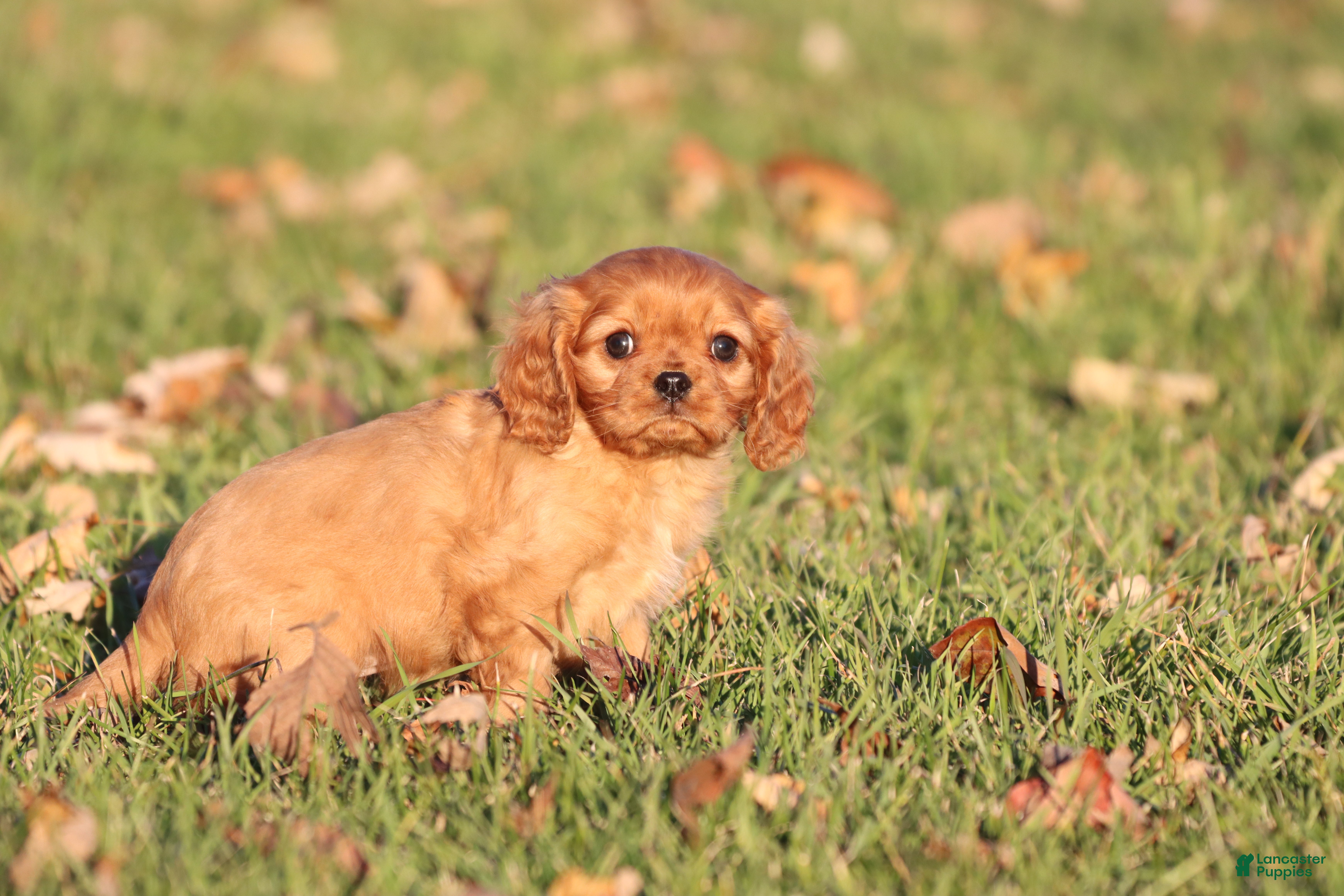 Cavalier King Charles Spaniel dogs Angel - Ad 19