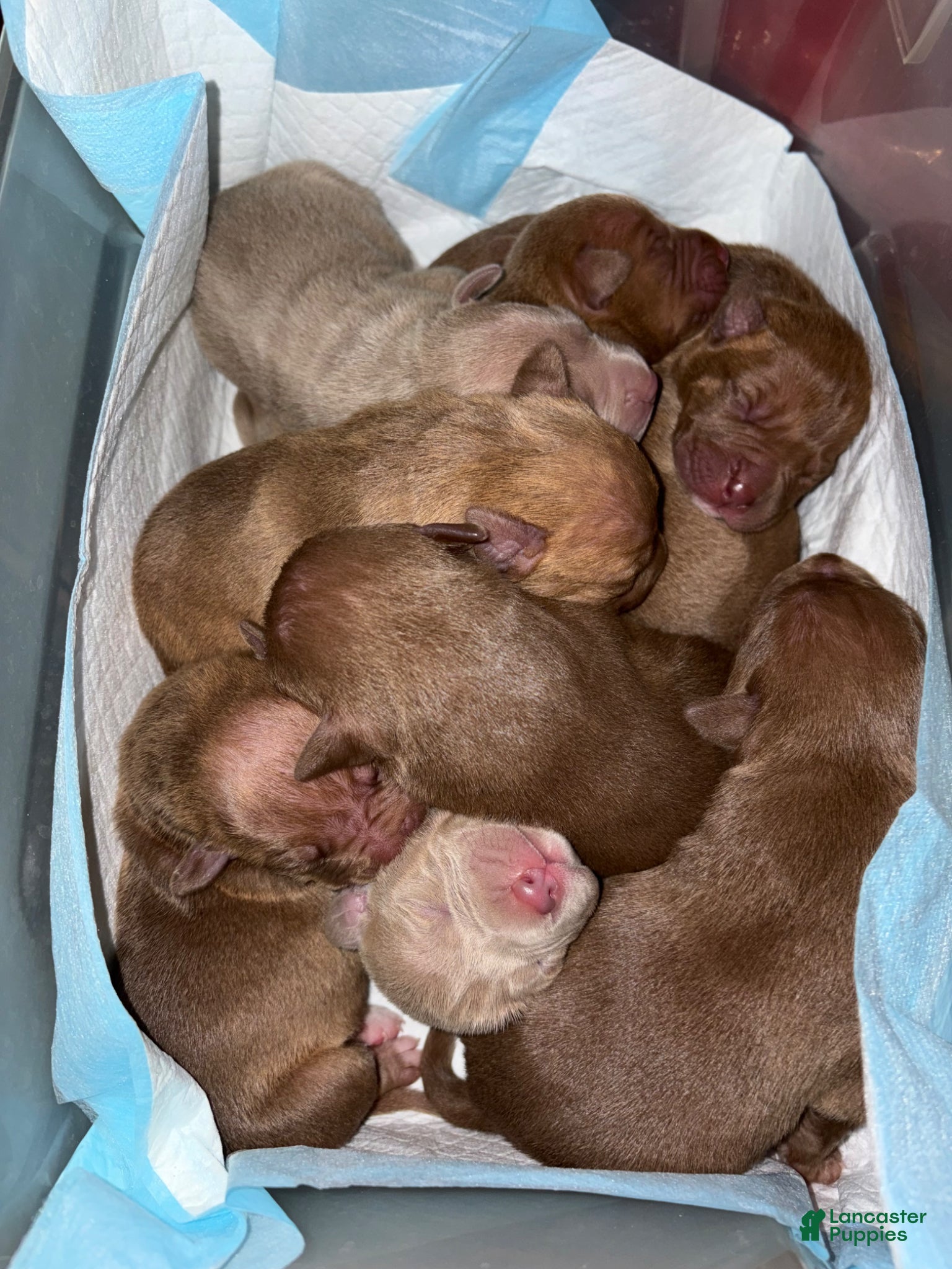 American Pit Bull Terrier dogs American Pit Bull Terrier Puppy 3 - Ad 9