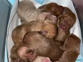 American Pit Bull Terrier dogs American Pit Bull Terrier Puppy 3 - Ad 16